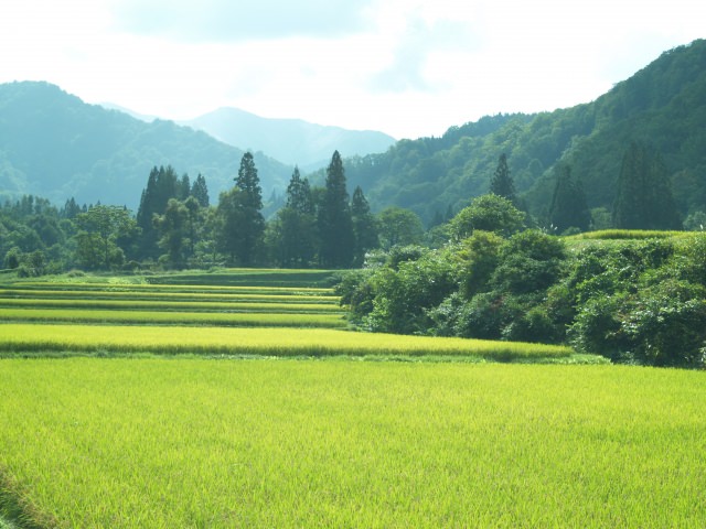 我が母よ死にたまひゆく我が母よ我を生まし乳足らひし母よ 死にたまふ母 斎藤茂吉 赤光 斎藤茂吉の短歌研究