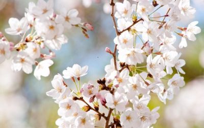 万葉集の桜の短歌 和歌 大伴家持 山部赤人 柿本人麻呂歌集から