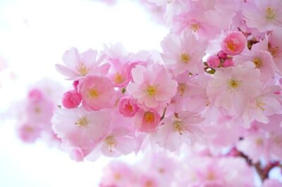 桜の有名な和歌一覧まとめ 古今集 新古今集の代表的な作品より